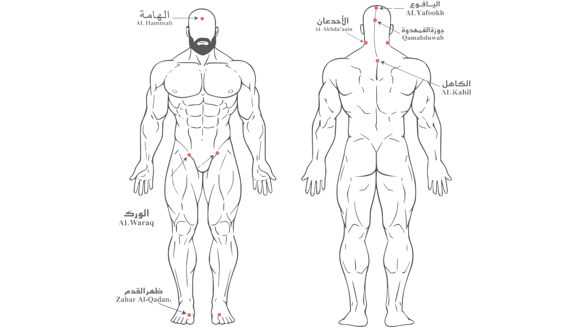 Sunnah Hijama cupping points diagram